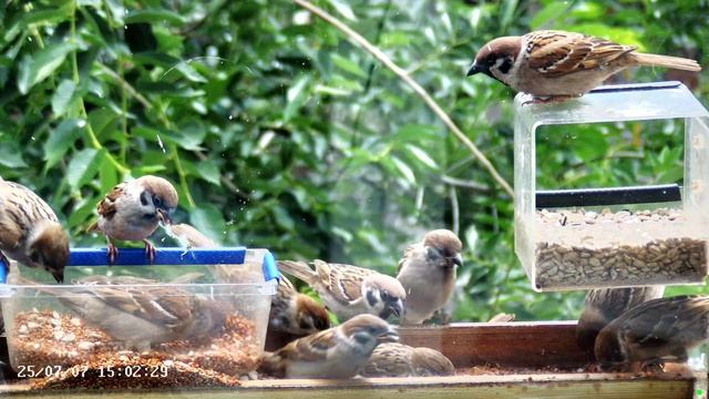 Воробьи в кормушке на окне