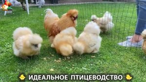 Идеальное птицеводство достойно восхищения 🐓🦆🦢🦚🦃🐔 эпизод (541)