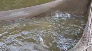 Зарыбление осетром нижнего водоёма 100 кг. Клёвое место, Лосиный остров.