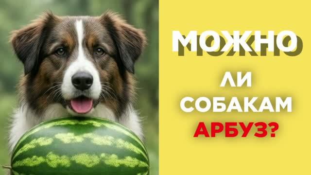 МОЖНО ЛИ СОБАКАМ АРБУЗ?
