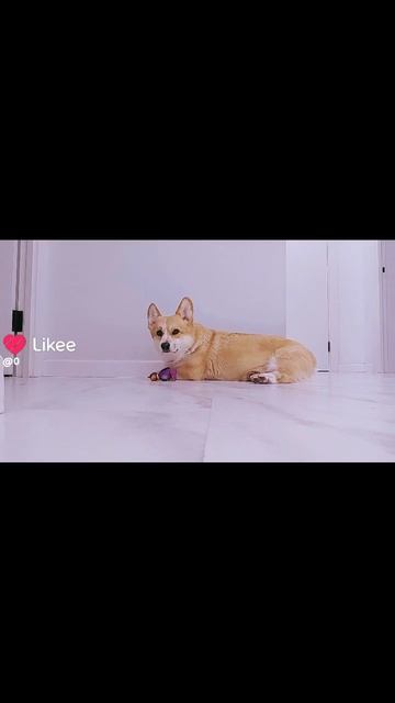 (*^-^*)