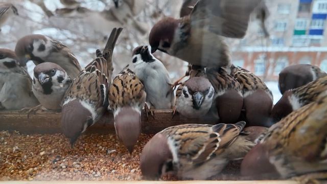 Воробьи в кормушке    slowmotion