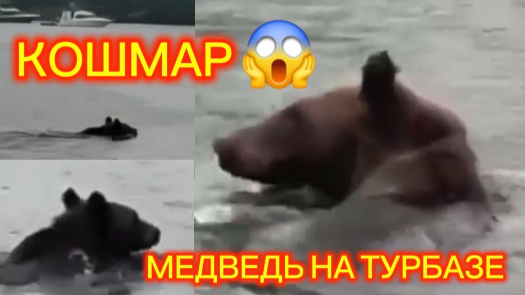 Медведь. Бухта Капитанов на Байкале.