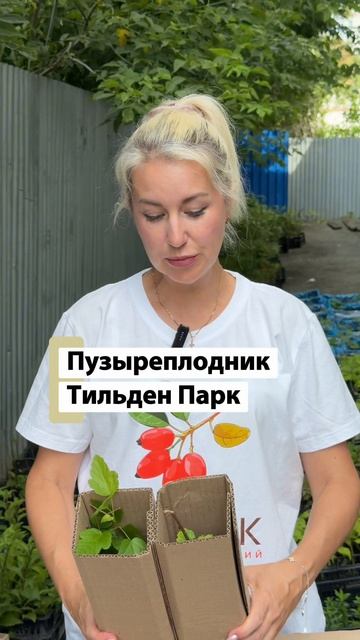 Какие саженцы отправляем на Сахалин: гортензии, сирень и пузыреплодник из питомника