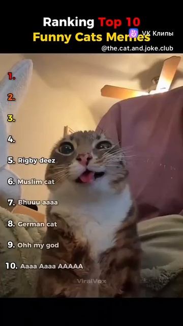 старые мемы с котиками🙂