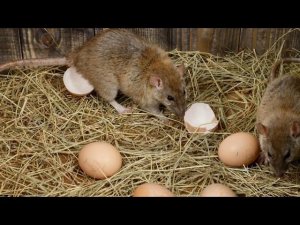 Курица наелась крысиной отравы? У тебя есть пара дней — и одна ошибка всё решит