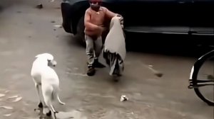 Как он защищает ❤️🔥 Брат это опора и поддержка которая всегда рядом 😍🙌