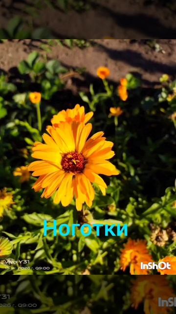 Цветы на даче у бабушки