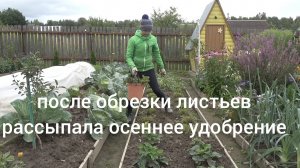 6 соток 13 августа 2026 года. 2 часть. Картошка выкопана. Обрезала клубнику раннюю.