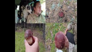 Деревенская жизнь.ЕДЕМ В ЛЕС ,СОБИРАЕМ БЕЛЫЕ ГРИБЫ .БОРОВИКИ