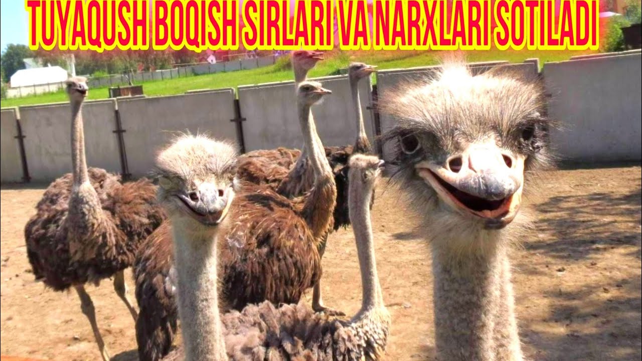 TUYAQUSH BOQISH SIRLARI VA NARXLARI SOTILADI
