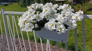 Симфония №468 Ирина Одарчук Паули