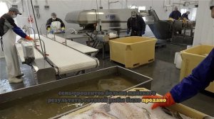 Россия в июне почти вдвое нарастила продажи рыбы в ЕС