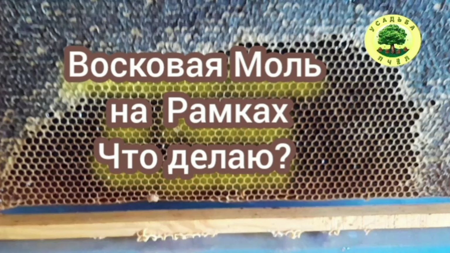 Восковая моль на рамках
