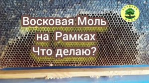 Восковая моль на рамках