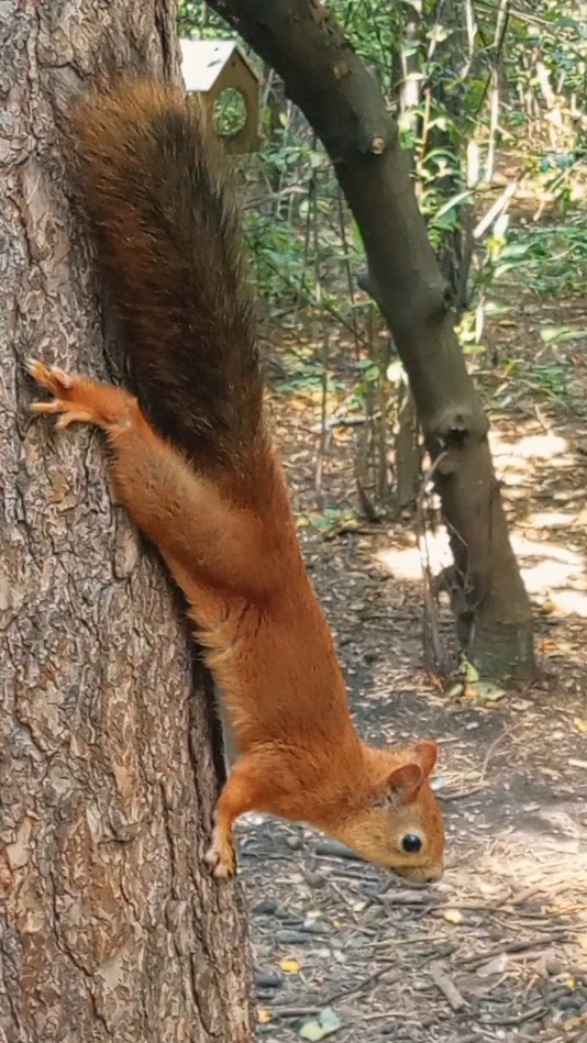 Вот они - настоящие сибирские белки! Хозяева сибирского леса! 🐿️🐿️🐿️
