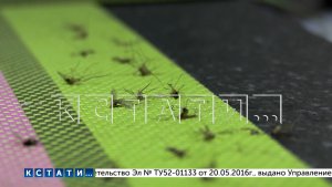 По сотне комариных укусов каждому жителю за одну ночь — аномальное нашествие комаров