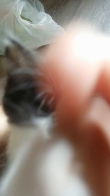 2 котёнка милые да