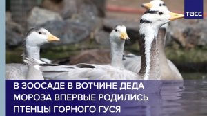 В зоосаде в вотчине деда Мороза впервые родились птенцы горного гуся