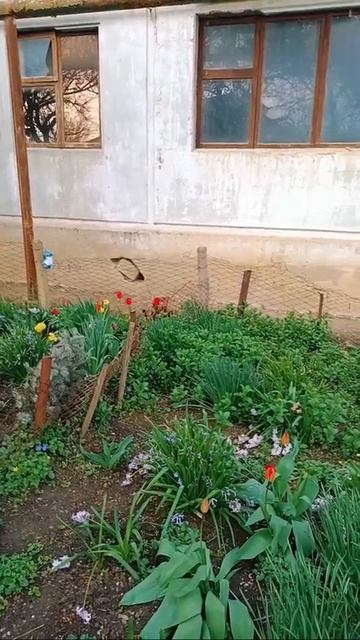 Весна_на_Кубани