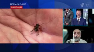 Муха-жигалка: энтомолог объяснил, как отличить ее от обычной и в чем опасность