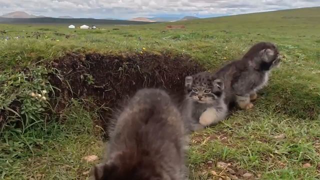 Семейство манулов засняли в Китае.