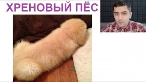 Новые приколы. Хреновый пёс