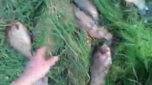 Вот это караси! Вечером на уху и жареху то самое с икрой!:) Якутия