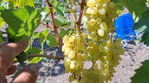 Гф ПЛОМБИР,ИРИСКА к-ш!!!( Калугин В.М.) Тел: 8989 538 12 89,8988 890 27 88 (Ватсап,Телеграмм,МАХ).