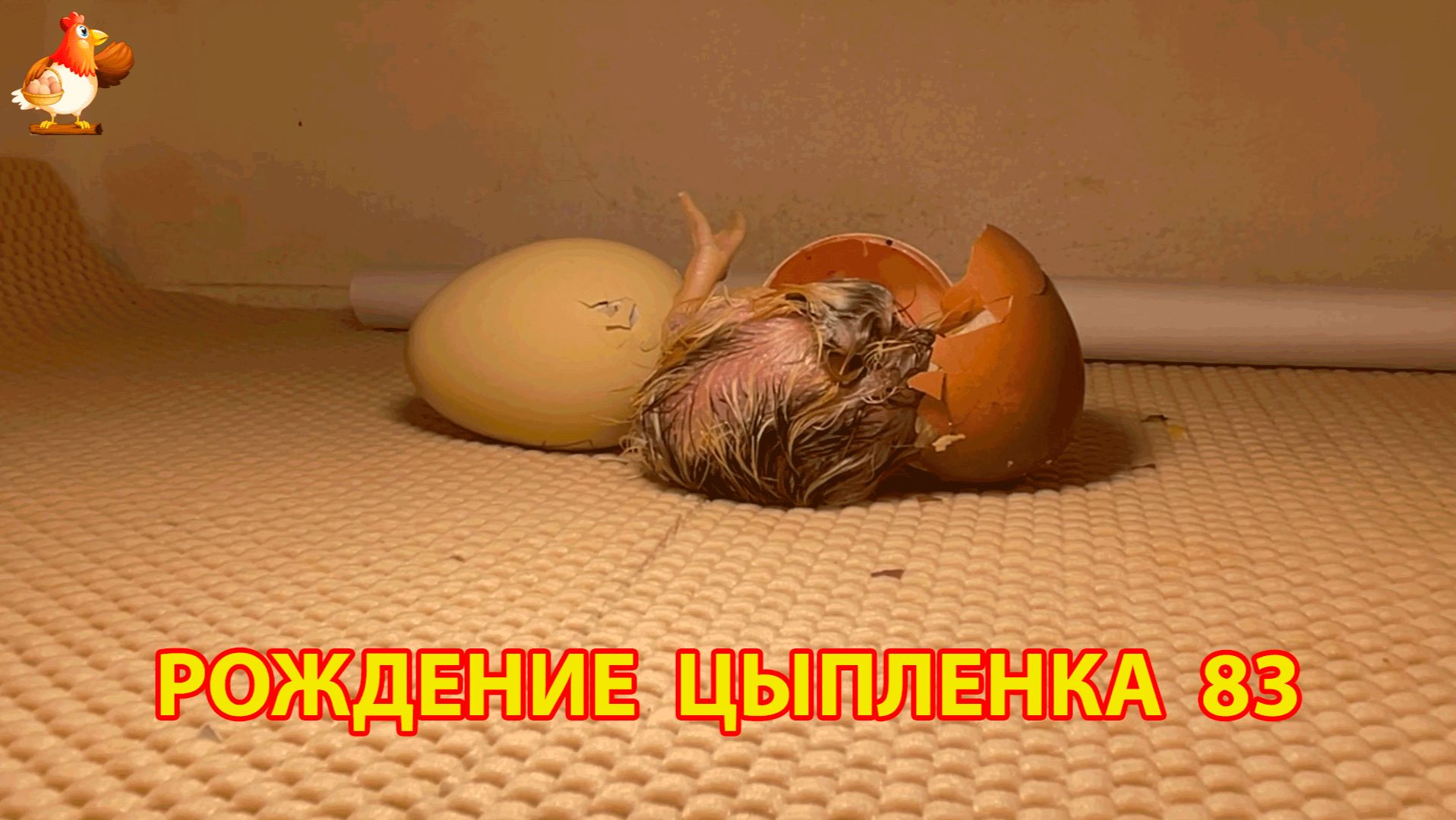 Вылупление цыпленка из яйца в инкубаторе версия 83