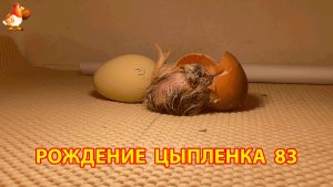 Вылупление цыпленка из яйца в инкубаторе версия 83