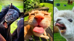 СМЕШНЫЕ КОТЫ | ЛУЧШИЕ ПРИКОЛЫ С КОТАМИ, СОБАКАМИ, КОШКИ, СОБАКИ, ЖИВОТНЫЕ, СМЕШНОЕ ВИДЕО