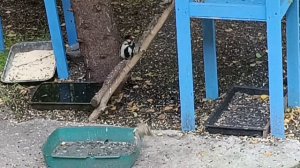 замечательные зверята