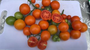 🍅 Сибирь. Убираем урожай томатов с открытого грунта. Обзор и дегустация сортов.