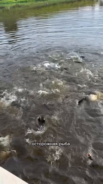 Что делать, если ничего не клюет?