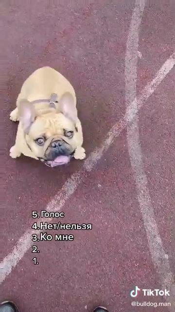 video_15774591246233