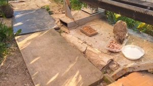 Старые знакомые🦔