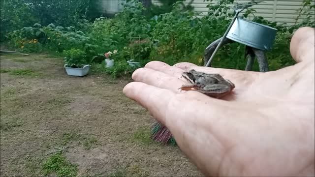 Они живут у меня в ограде.