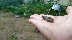 Они живут у меня в ограде.