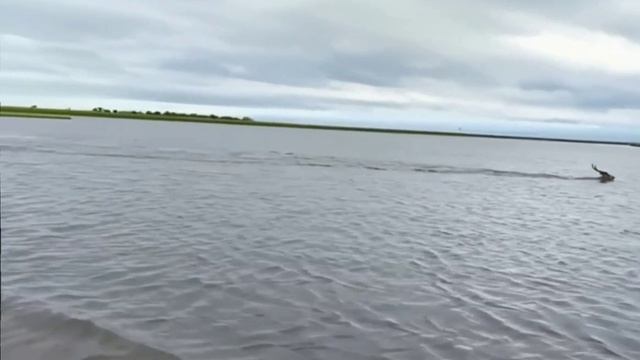 Всё видео переживала за антилопу.