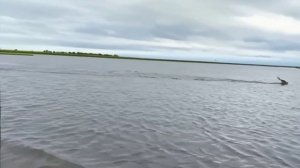 Всё видео переживала за антилопу.