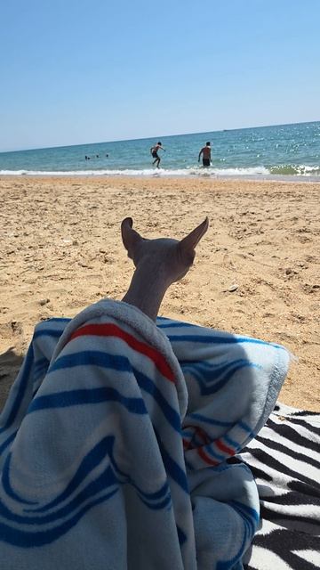Сфинкс на море. Плед, волны и наблюдение.