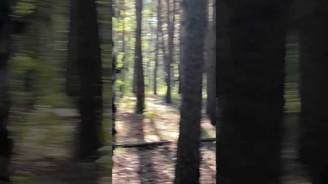 лес (18.08.26)