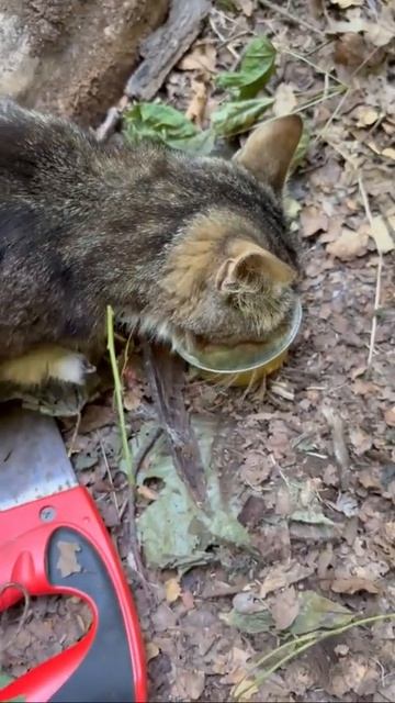 🐾Фронтовой питомец наших штурмовиков  Четвероногий товарищ всегда рядом с бойцами — встречает, пров