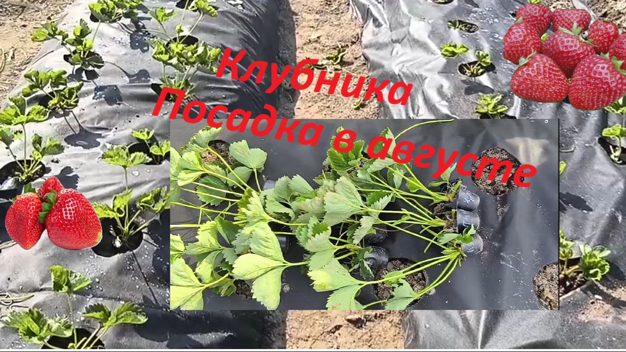 КЛУБНИКА, САЖАЕМ В АВГУСТЕ.  Посадка клубничных усов на черный спанбонд: моя технология посадки .