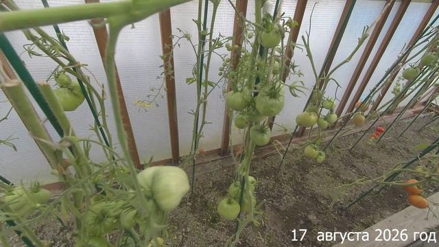7 соток. Первый сбор брусники в лесу. Хроника 17 августа 2026 год