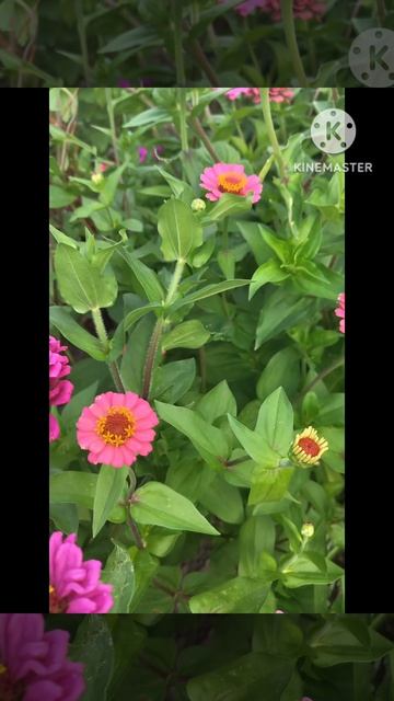 Дачные цветы ☘️💃🦋🥀☘️