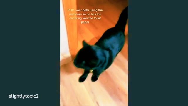 Приколы с КОШКАМИ 😹😹😹  забавные животные 😂😂😂🤣 FUNNY CATS 🤣😹🤣 хорошем качестве