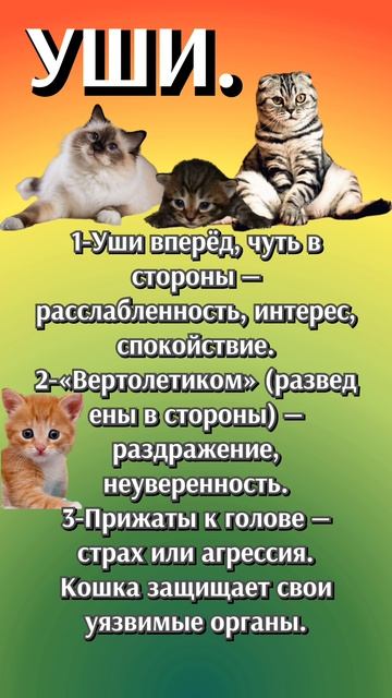 Эмоции 🫪