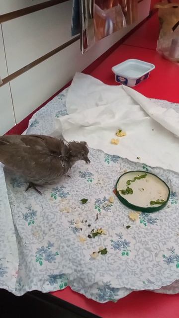 Наш спасенный голубь подрос! Учимся кушать в офисе. Часть 1